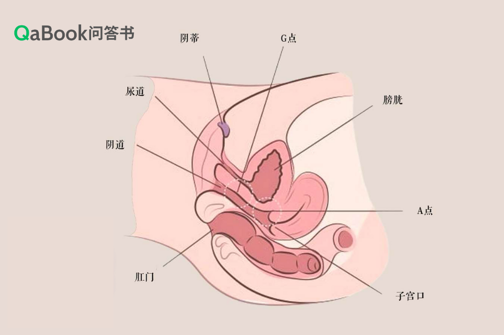 图片[2]-女生G点指J精讲，定位G点·按摩手法-购买会员