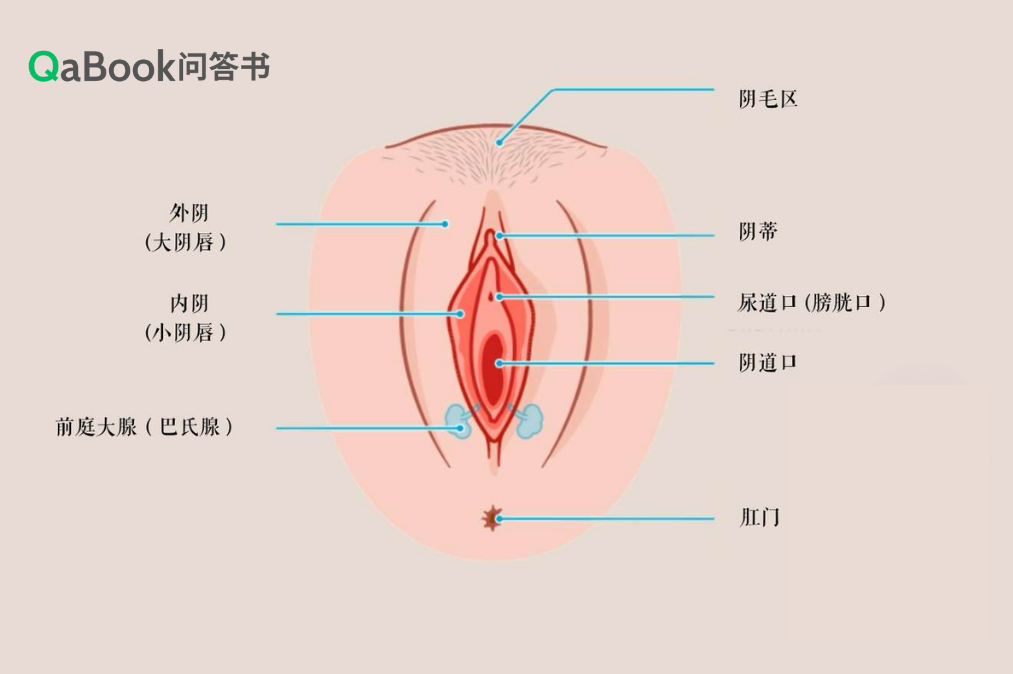 图片[1]-女生G点指J精讲，定位G点·按摩手法-购买会员